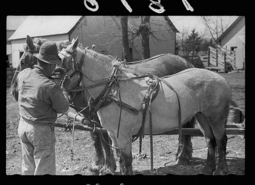 Unharnessing team of horses, Grundy County, Iowa