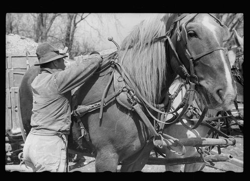 Unharnessing team of horses, Grundy County, Iowa