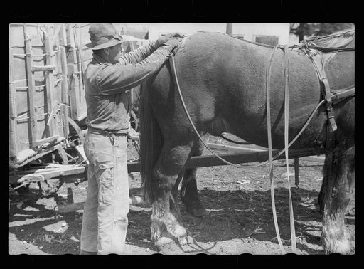 Unharnessing team of horses, Grundy County, Iowa