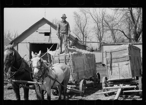 Untitled photo, possibly related to: Unharnessing team of horses, Grundy County, Iowa
