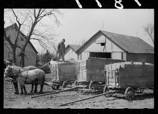 Wagons loaded with ground corn for feed, Grundy County, Iowa