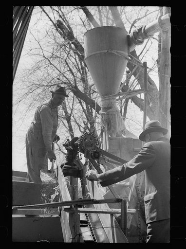 Untitled photo, possibly related to: Unharnessing team of horses, Grundy County, Iowa