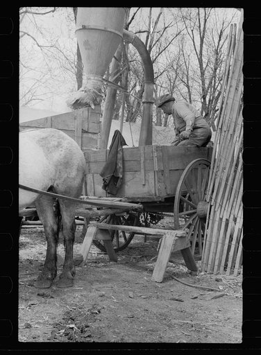 Untitled photo, possibly related to: Unharnessing team of horses, Grundy County, Iowa