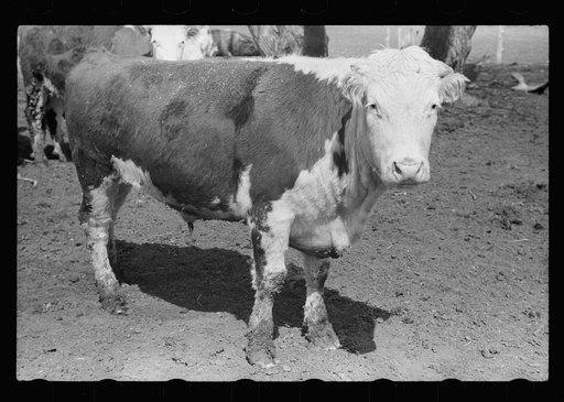 Calf, Grundy County, Iowa