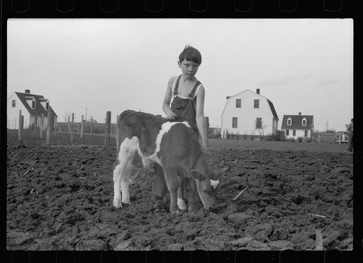Young boy and calf at Granger Homesteads, Iowa. His father is a miner