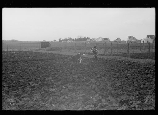 Untitled photo, possibly related to: Young boy and calf at Granger Homesteads, Iowa. His father is a miner