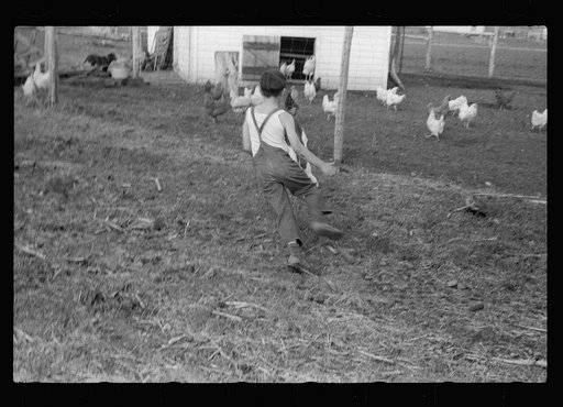 Untitled photo, possibly related to: Young boy and calf at Granger Homesteads, Iowa. His father is a miner