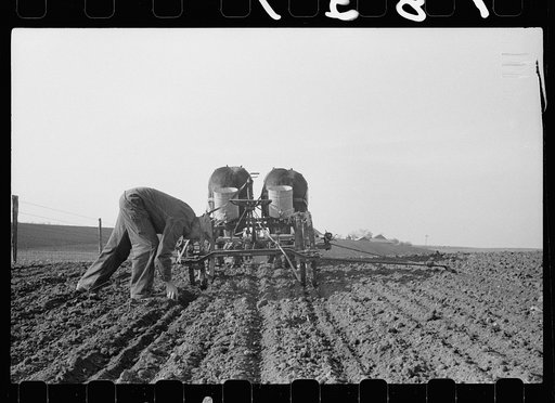 Untitled photo, possibly related to: Checking amount of corn dropped by planter in each hill, Jasper County, Iowa
