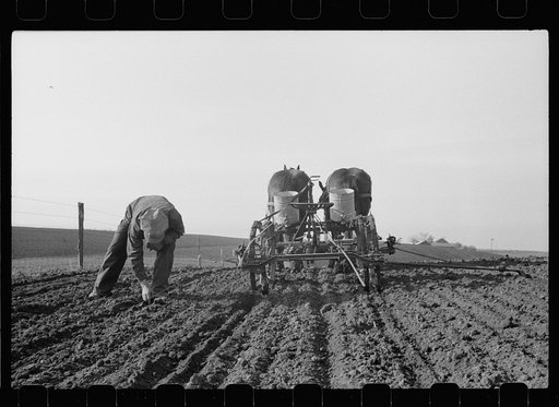 Checking amount of corn dropped by planter in each hill, Jasper County, Iowa
