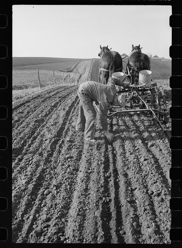 Untitled photo, possibly related to: Checking amount of corn dropped by planter in each hill, Jasper County, Iowa