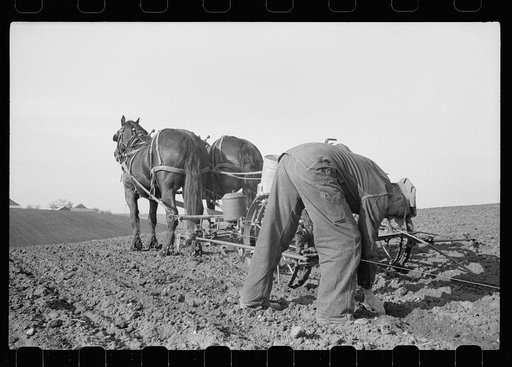 Checking the corn in hills, Jasper County, Iowa