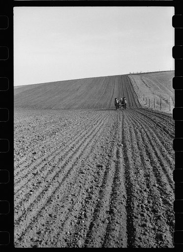 Untitled photo, possibly related to: Checking amount of corn dropped by planter in each hill, Jasper County, Iowa