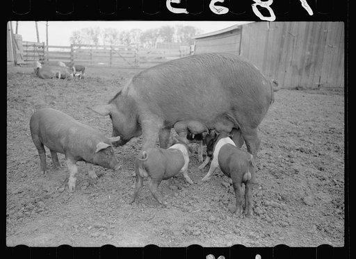 Untitled photo, possibly related to: Sow and family, Jasper County, Iowa