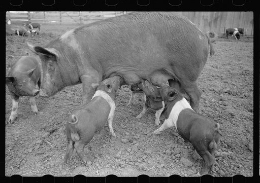 Sow and family, Jasper County, Iowa