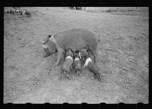 Untitled photo, possibly related to: Sow and family, Jasper County, Iowa