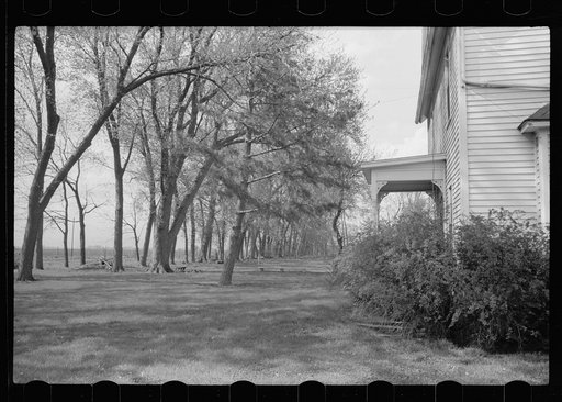 Lane of trees in front yard of farmhouse, Jasper County, Iowa