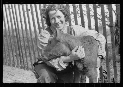 FSA (Farm Security Administration) rehabilitation borrower with calf, Grant County, Illinois