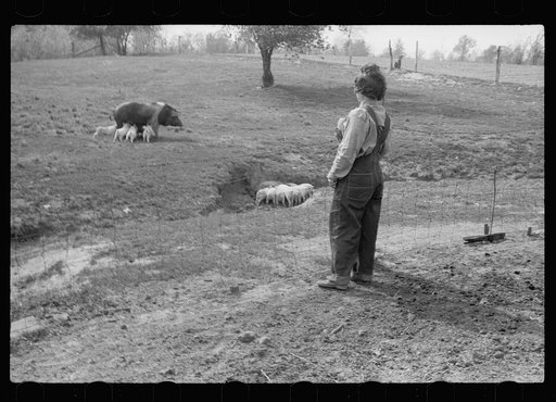 Untitled photo, possibly related to: FSA (Farm Security Administration) rehabilitation borrower with calf, Grant County, Illinois