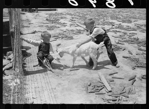 Children of FSA (Farm Security Administration) tenant purchase borrower with pet goat, Crawford County, Illinois