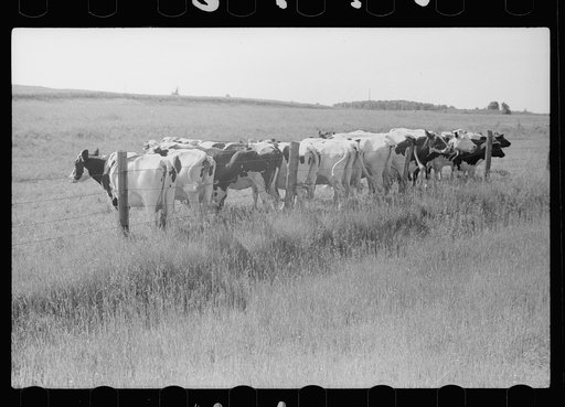 Untitled photo, possibly related to: Cattle, Door County, Wisconsin