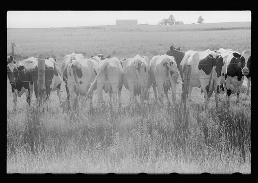 Cattle, Door County, Wisconsin