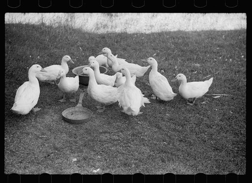 Ducks, Door County, Wisconsin