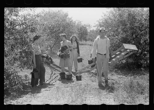 Untitled photo, possibly related to: Boy picking cherries, Door County, Wisconsin