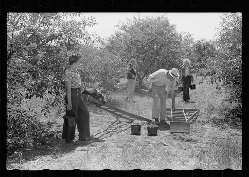 Untitled photo, possibly related to: Boy picking cherries, Door County, Wisconsin