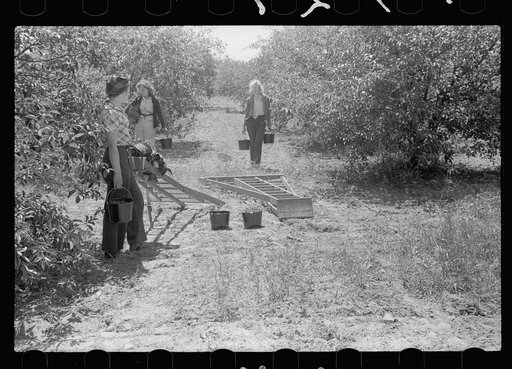 Untitled photo, possibly related to: Boy picking cherries, Door County, Wisconsin