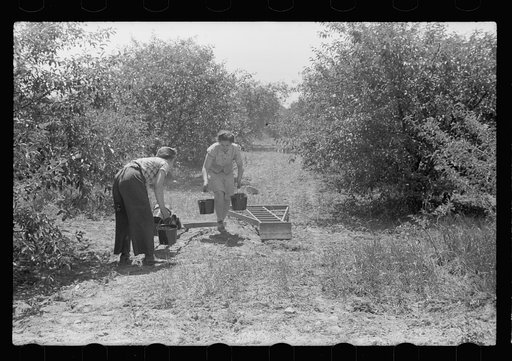Untitled photo, possibly related to: Boy picking cherries, Door County, Wisconsin