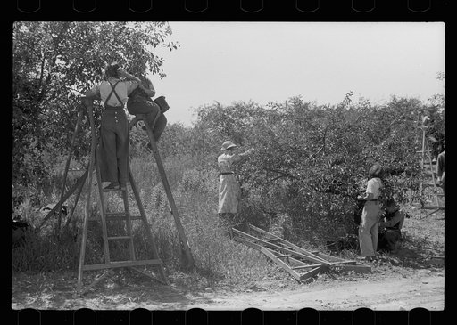 Untitled photo, possibly related to: Cherry pickers getting off truck which brought them back to camp, Door County, Wisconsin