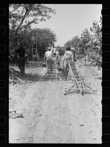 Untitled photo, possibly related to: Boy picking cherries, Door County, Wisconsin