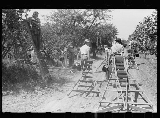 Untitled photo, possibly related to: Boy picking cherries, Door County, Wisconsin