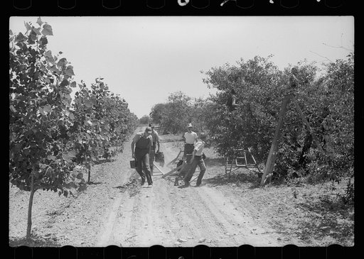 Untitled photo, possibly related to: Boy picking cherries, Door County, Wisconsin