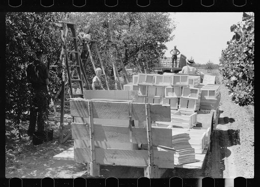 Untitled photo, possibly related to: Boy picking cherries, Door County, Wisconsin