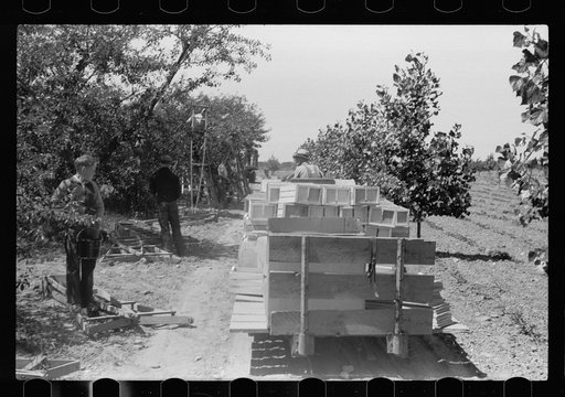 Untitled photo, possibly related to: Boy picking cherries, Door County, Wisconsin