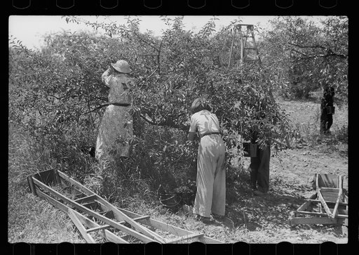 Untitled photo, possibly related to: Cherry pickers getting off truck which brought them back to camp, Door County, Wisconsin