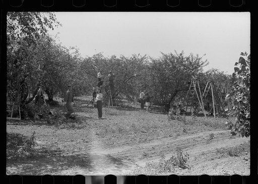 Untitled photo, possibly related to: Boy picking cherries, Door County, Wisconsin