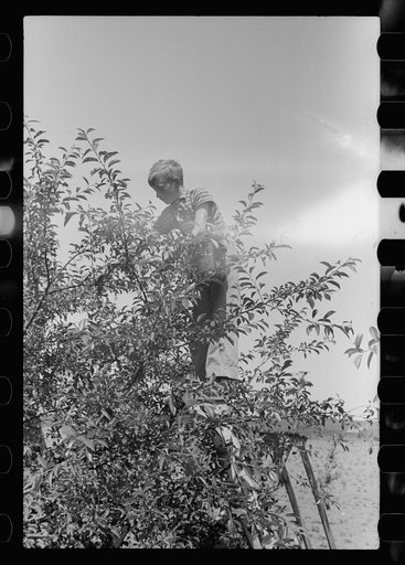 Boy picking cherries, Door County, Wisconsin