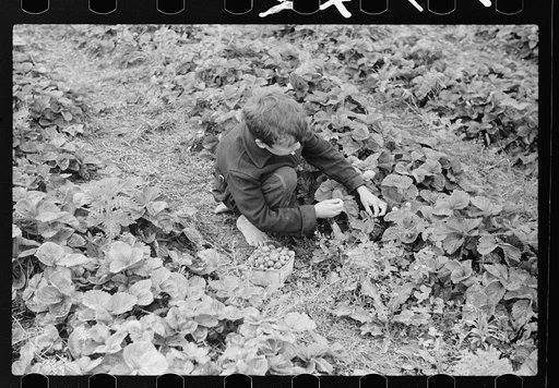 Boy picking strawberries, Berrien County, Michigan