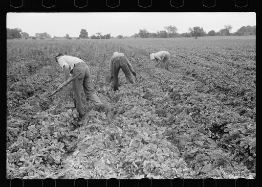 Untitled photo, possibly related to: Boy picking strawberries, Berrien County, Michigan
