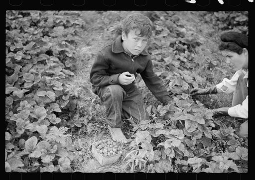 Untitled photo, possibly related to: Boy picking strawberries, Berrien County, Michigan