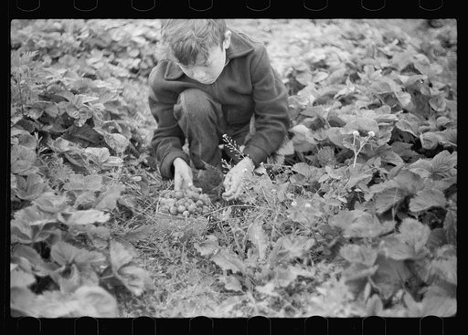 Untitled photo, possibly related to: Boy picking strawberries, Berrien County, Michigan
