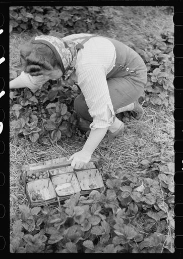 Untitled photo, possibly related to: Strawberry picker, Berrien County, Michigan