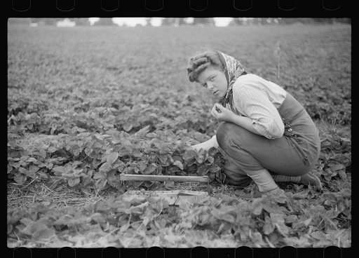 Untitled photo, possibly related to: Strawberry picker, Berrien County, Michigan
