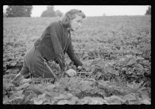 Strawberry picker, Berrien County, Michigan