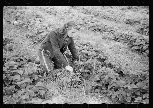 Untitled photo, possibly related to: Strawberry picker, Berrien County, Michigan