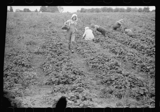 Untitled photo, possibly related to: Migrant strawberry picker, Berrien County, Michigan