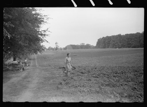 Untitled photo, possibly related to: Strawberry picker, Berrien County, Michigan