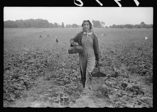 Migrant girl, strawberry picker, Berrien County, Michigan